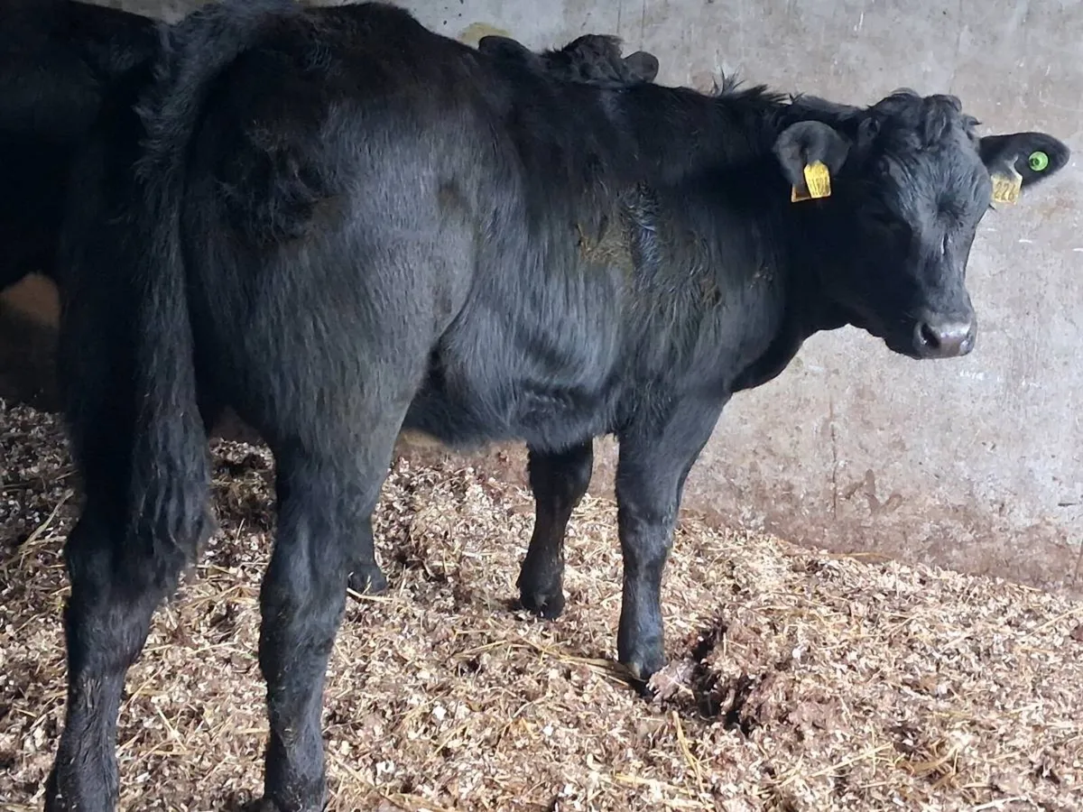 4⭐️ Show Quality Limousin Heifers - Image 3