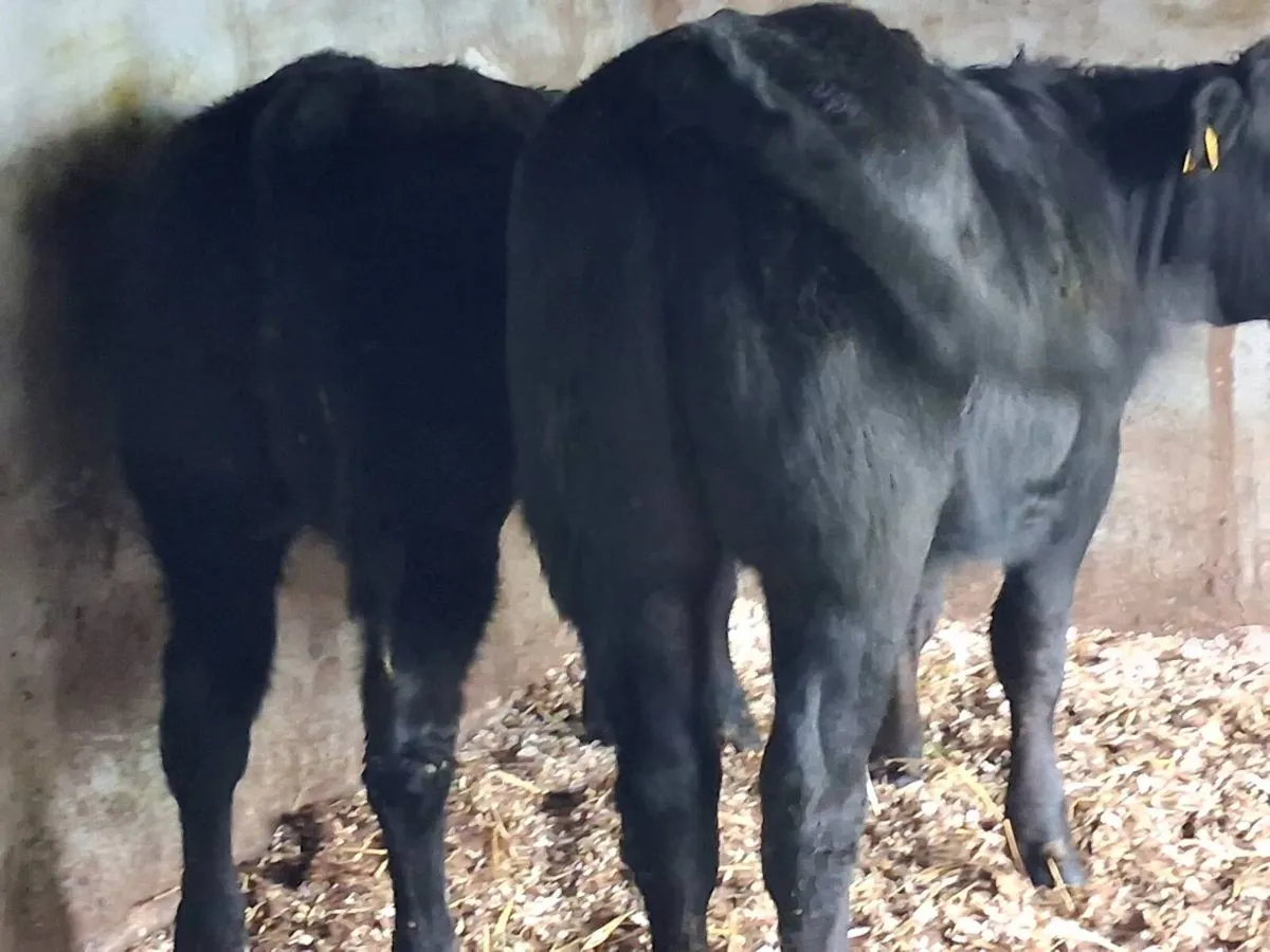 4⭐️ Show Quality Limousin Heifers - Image 4