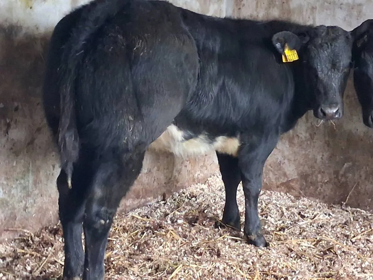 4⭐️ Show Quality Limousin Heifers - Image 1