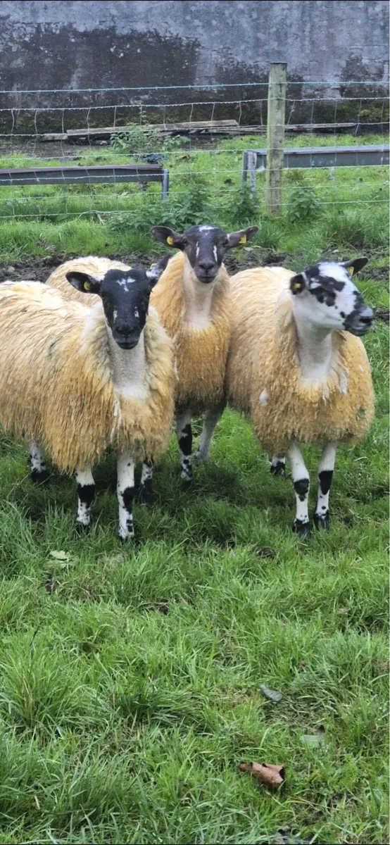 Mule ewe lambs - Image 1