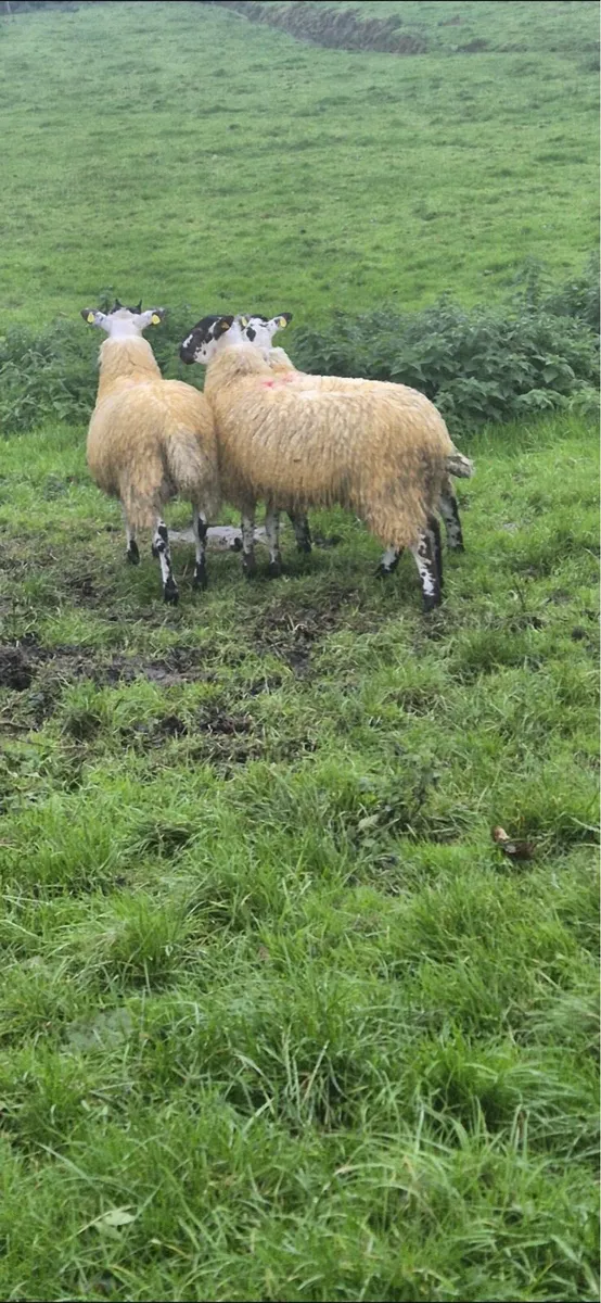 Mule ewe lambs - Image 2