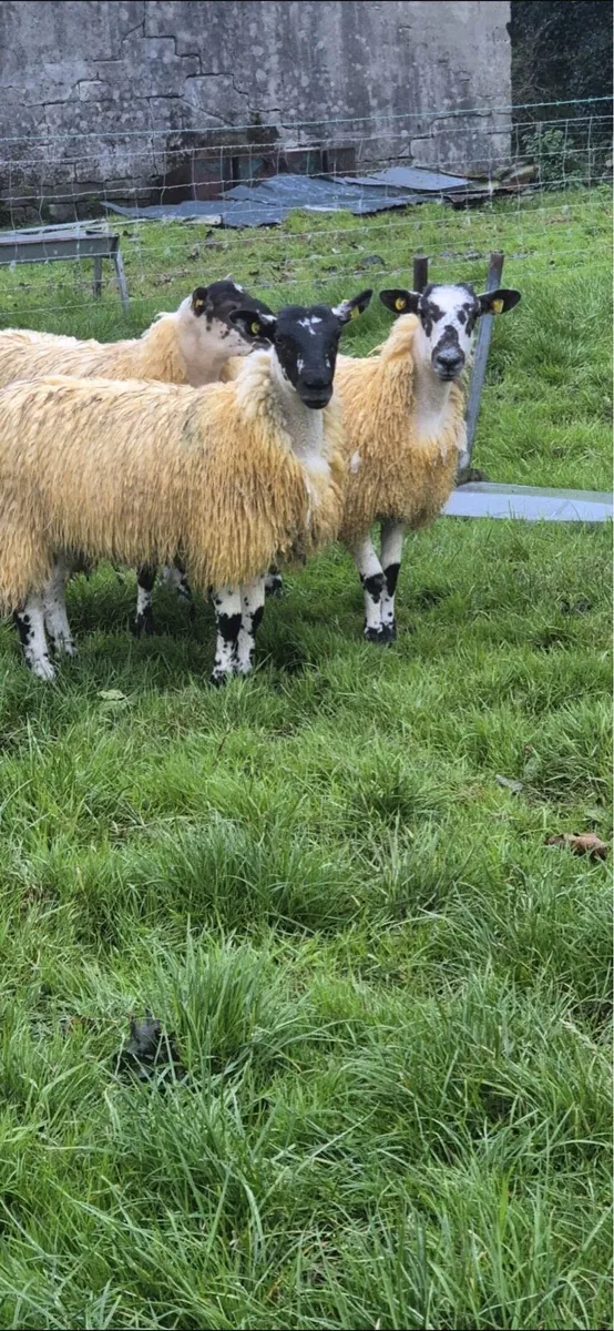 Mule ewe lambs - Image 3