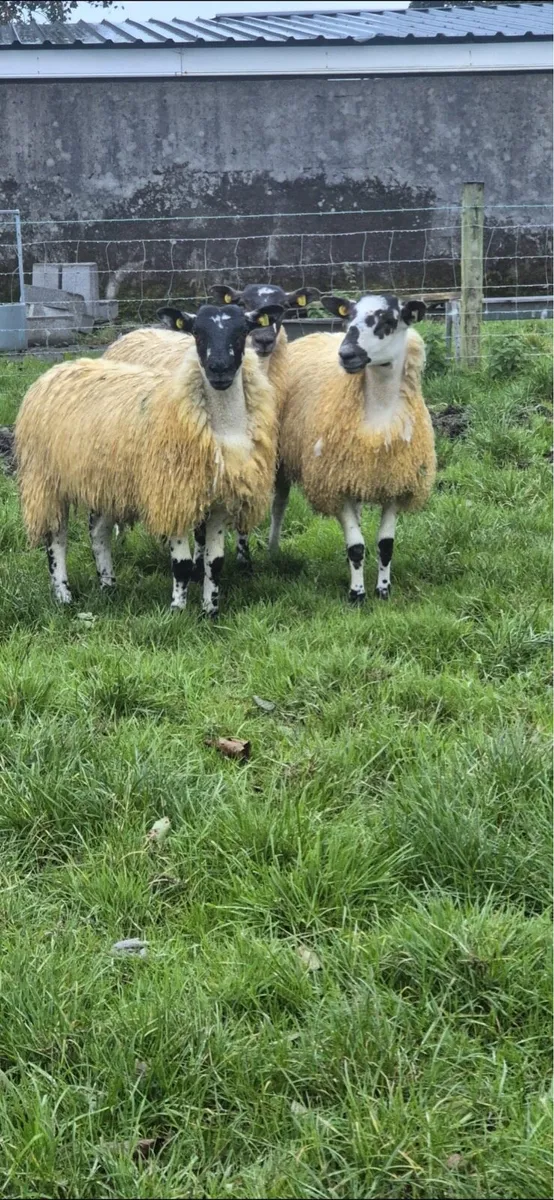 Mule ewe lambs - Image 4