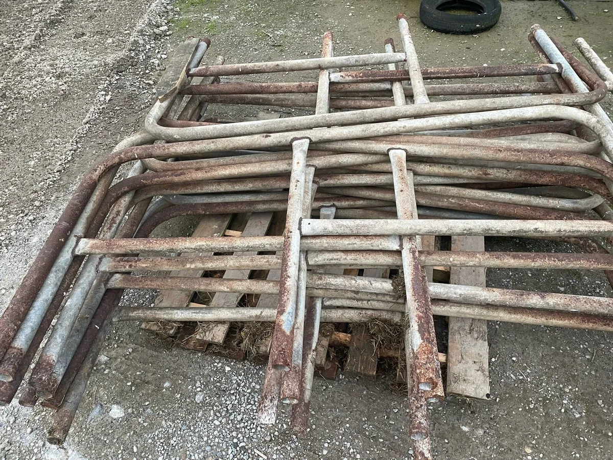 Cow Cubicles - Image 3