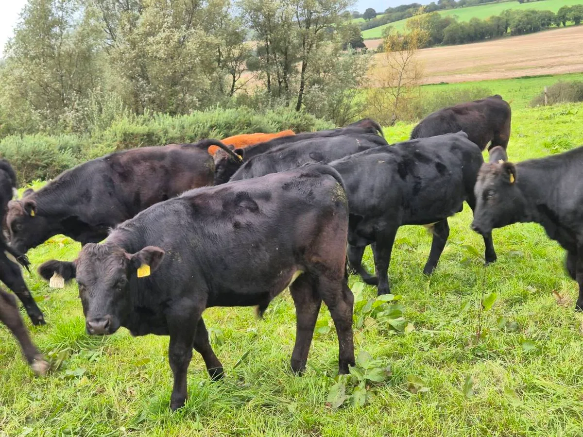 Weanlings - Image 2