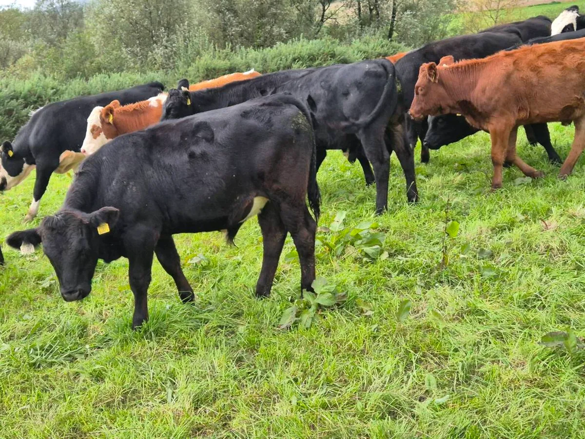 Weanlings - Image 4