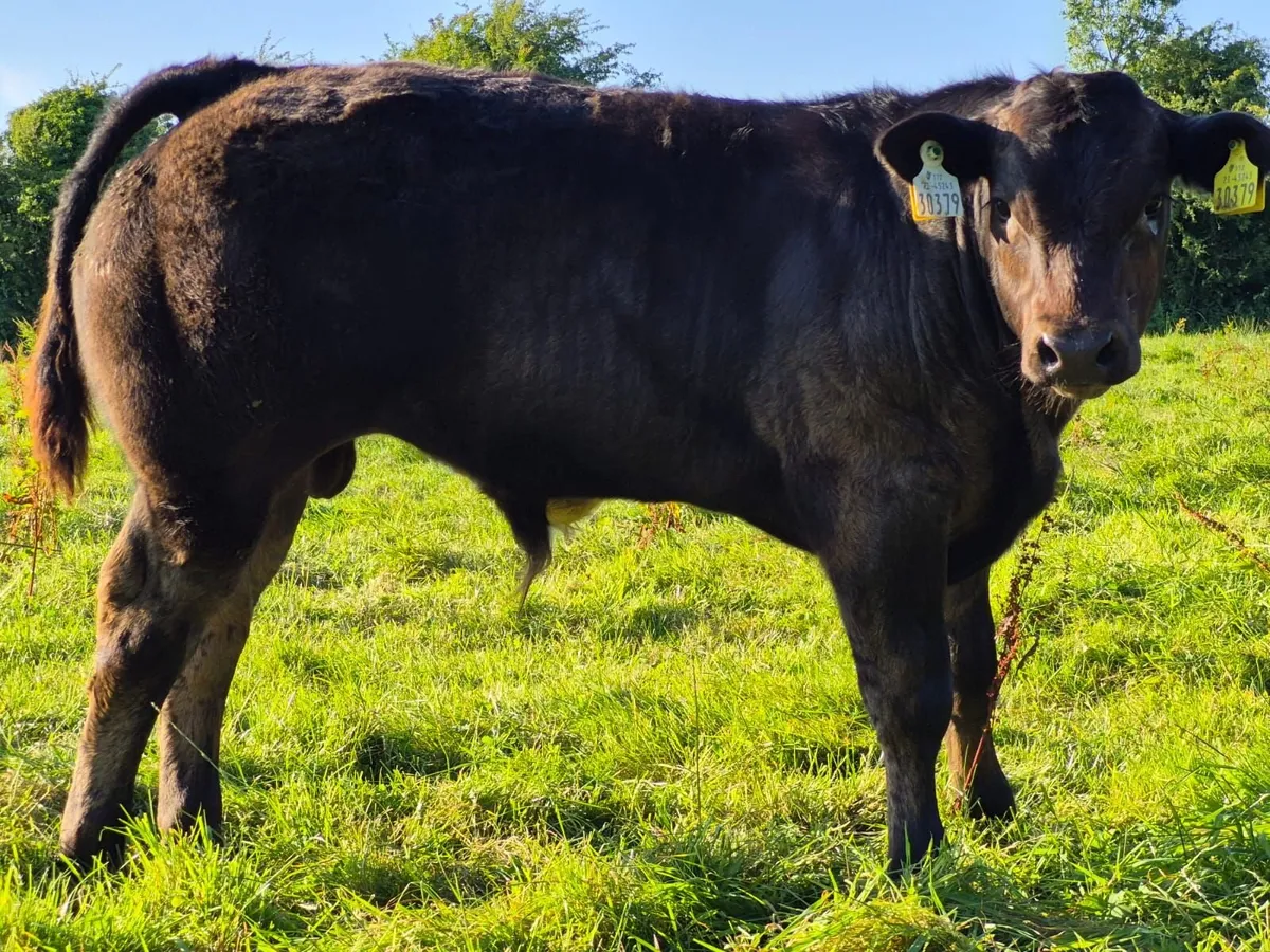 LMX Bull Weanling Mountbellew Mart 2nd Oct - Image 1