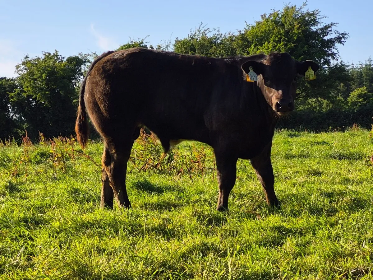 LMX Bull Weanling Mountbellew Mart 2nd Oct - Image 3