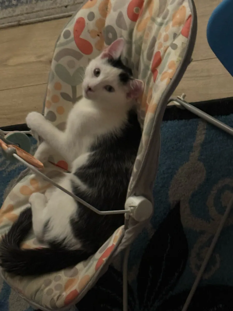 Adorable 8-Month-Old Male Tuxedo Kitten - Image 4