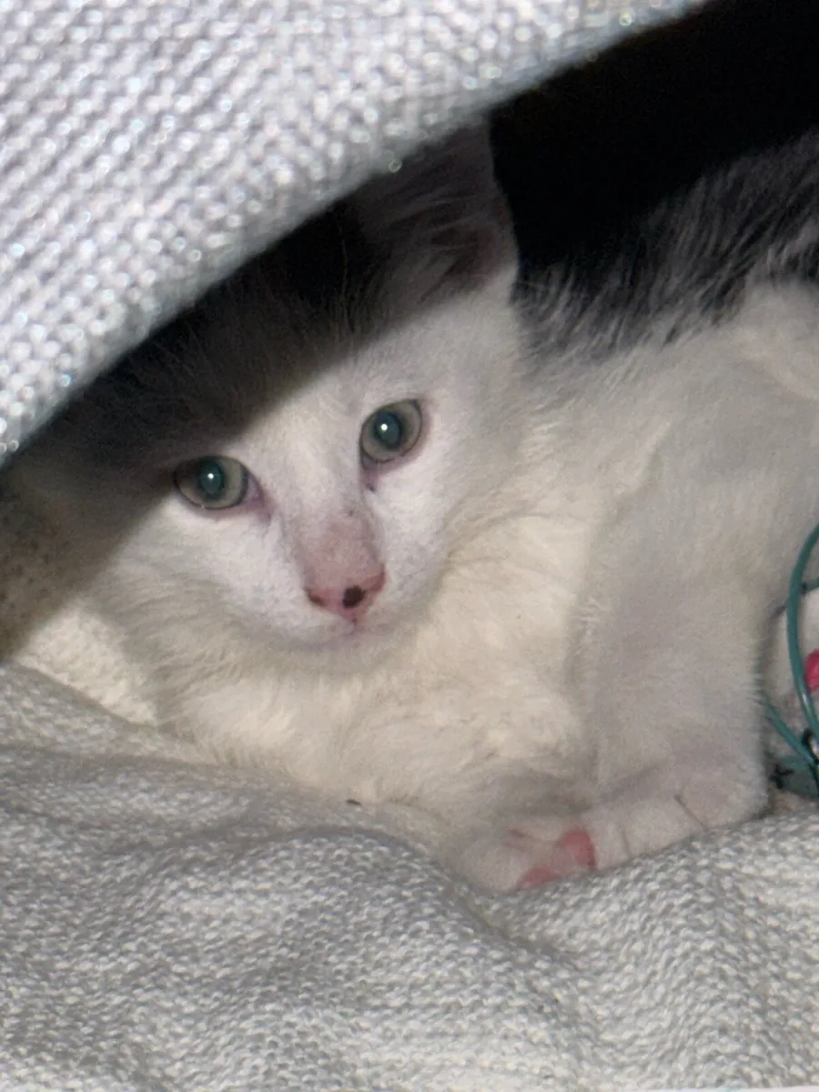 Adorable 8-Month-Old Male Tuxedo Kitten - Image 2