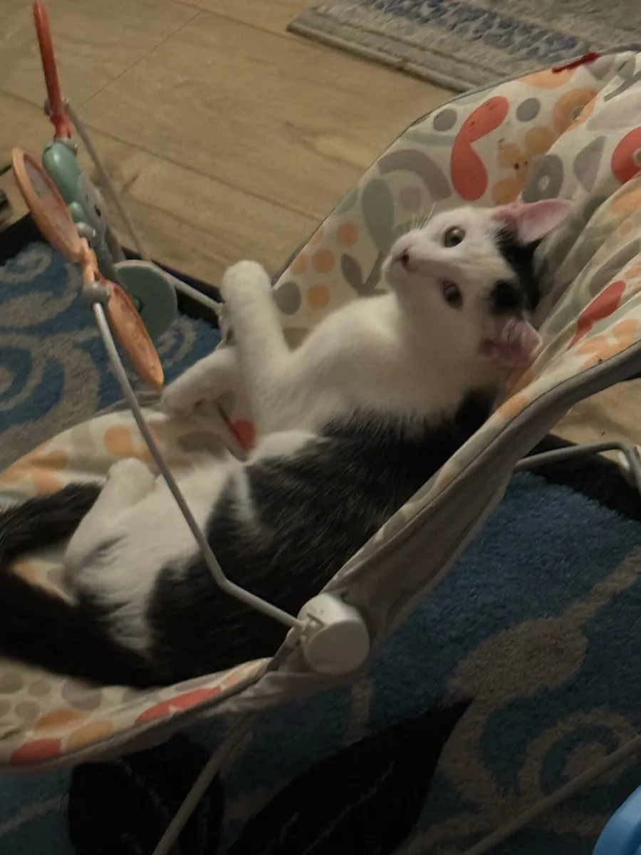 Adorable 8-Month-Old Male Tuxedo Kitten - Image 3