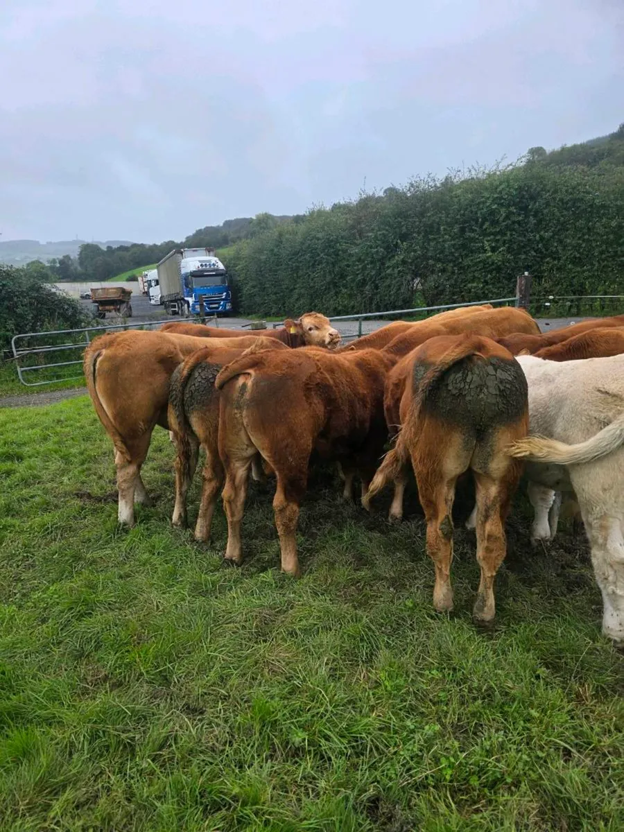Limision bulls - Image 1