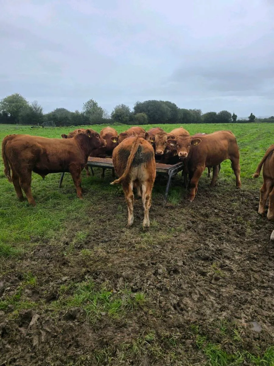 Limision bulls - Image 2