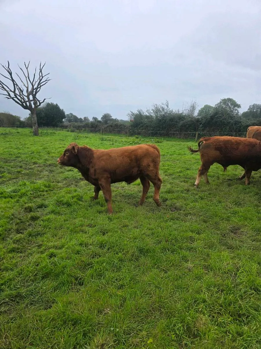 Limision bulls - Image 3