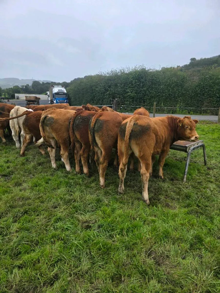 Limision bulls - Image 4
