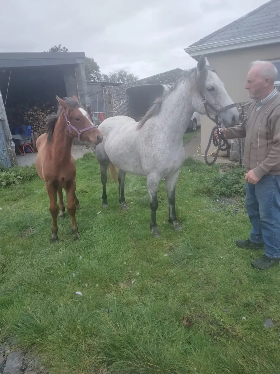 Connemara Mare & Foal - Image 1