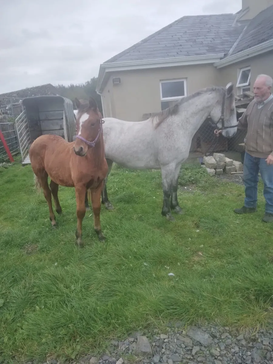 Connemara Mare & Foal - Image 2