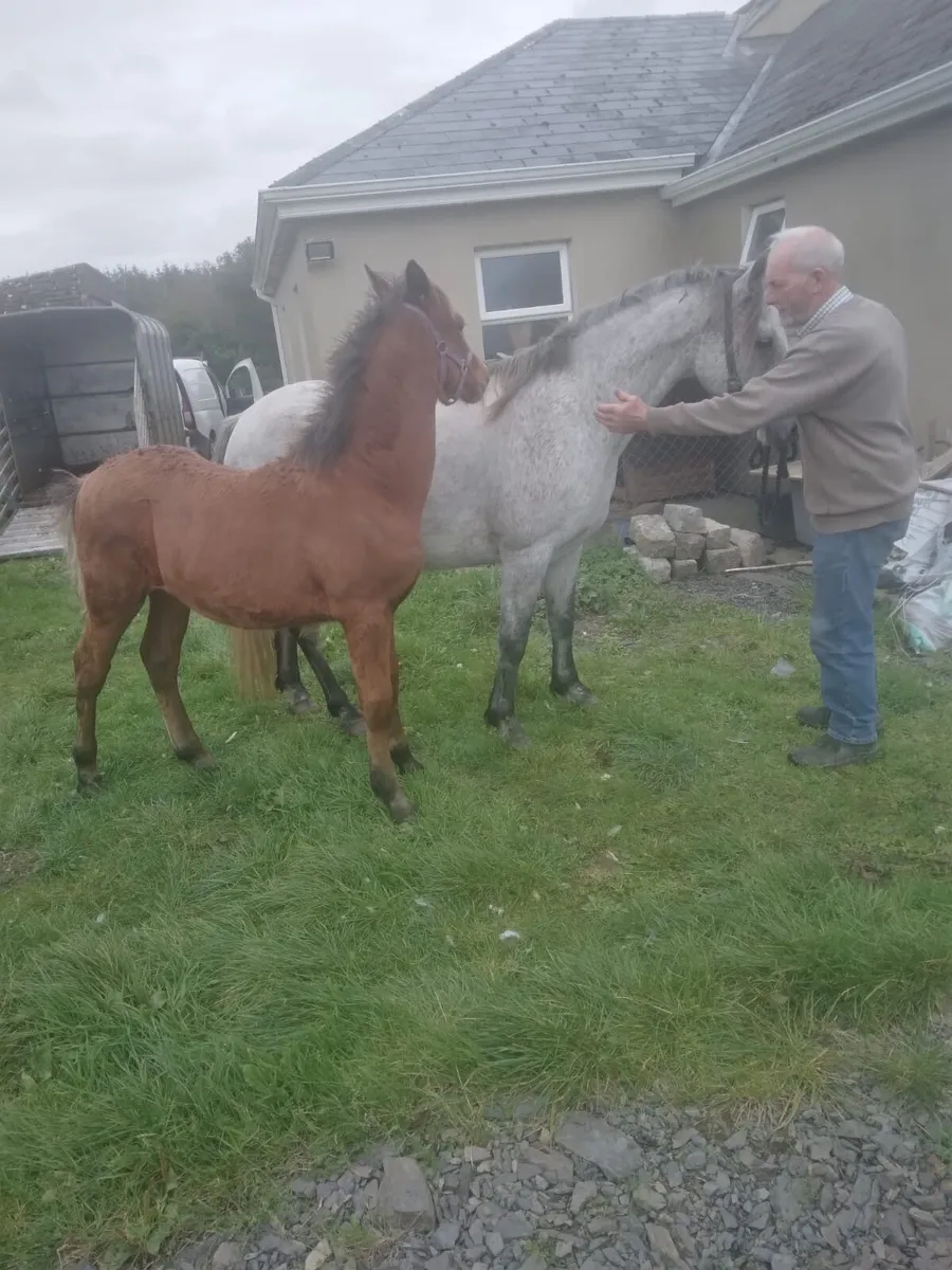 Connemara Mare & Foal - Image 3