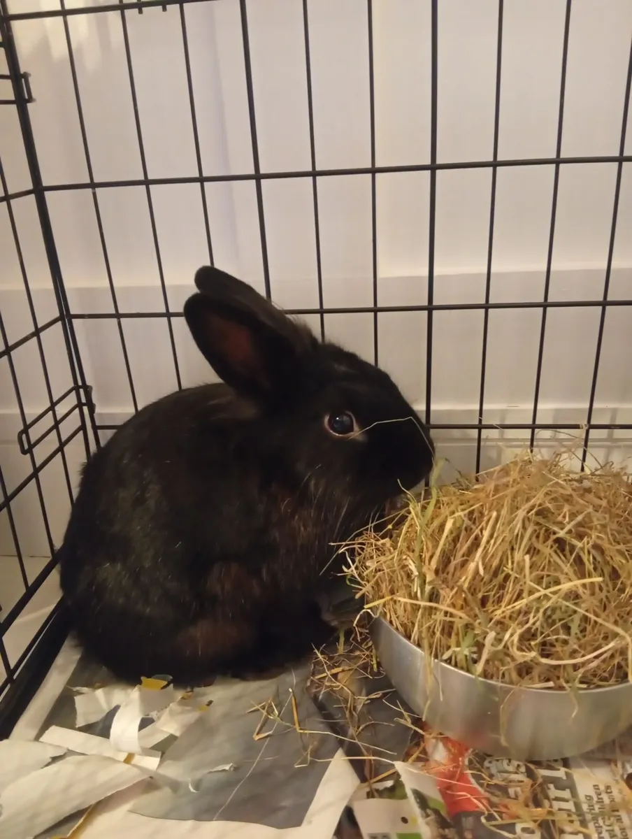 Rabbit - Image 1