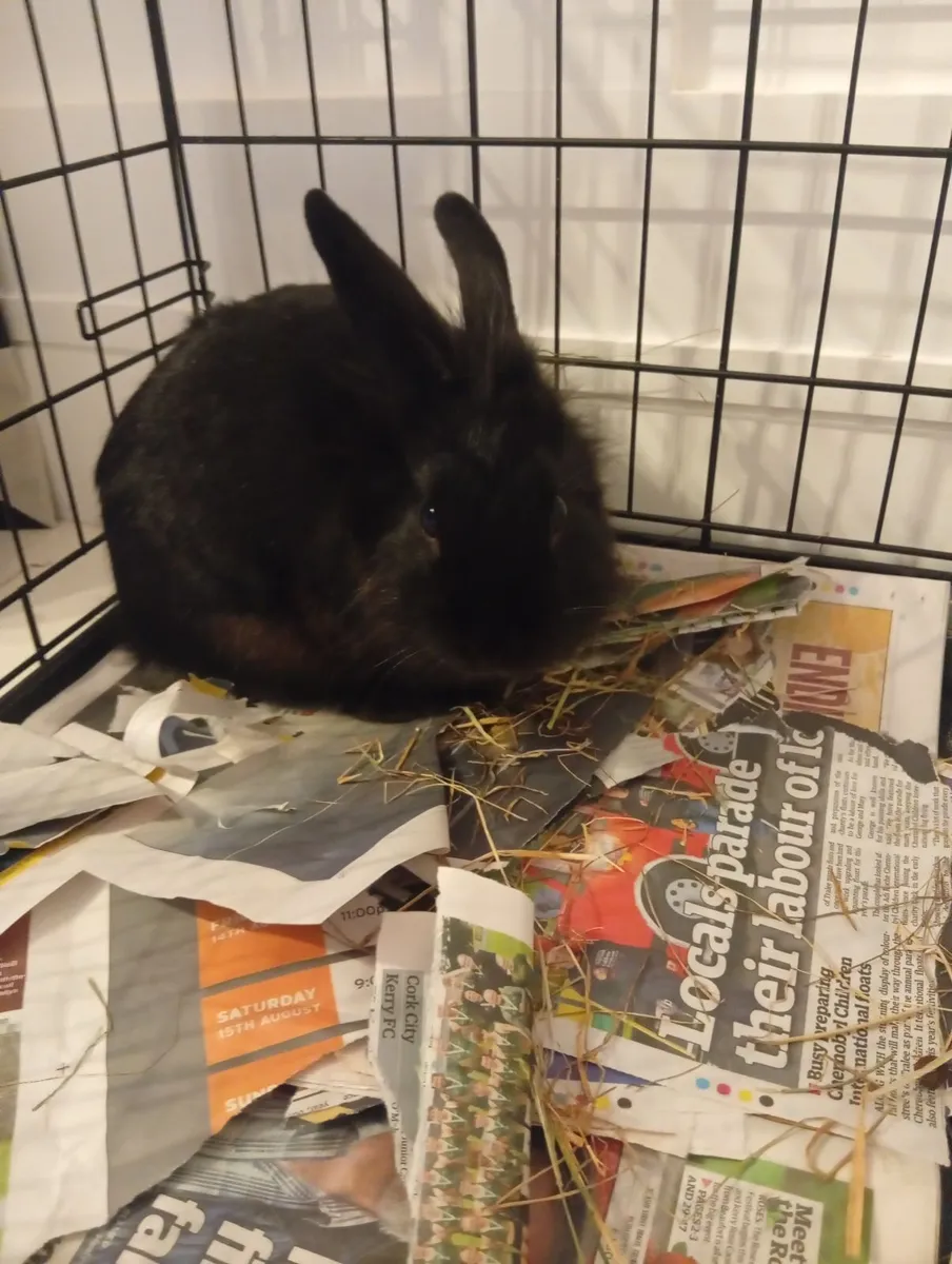 Rabbit - Image 2