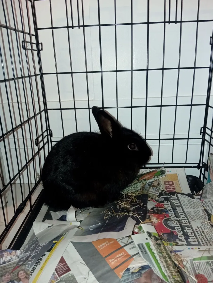 Rabbit - Image 3