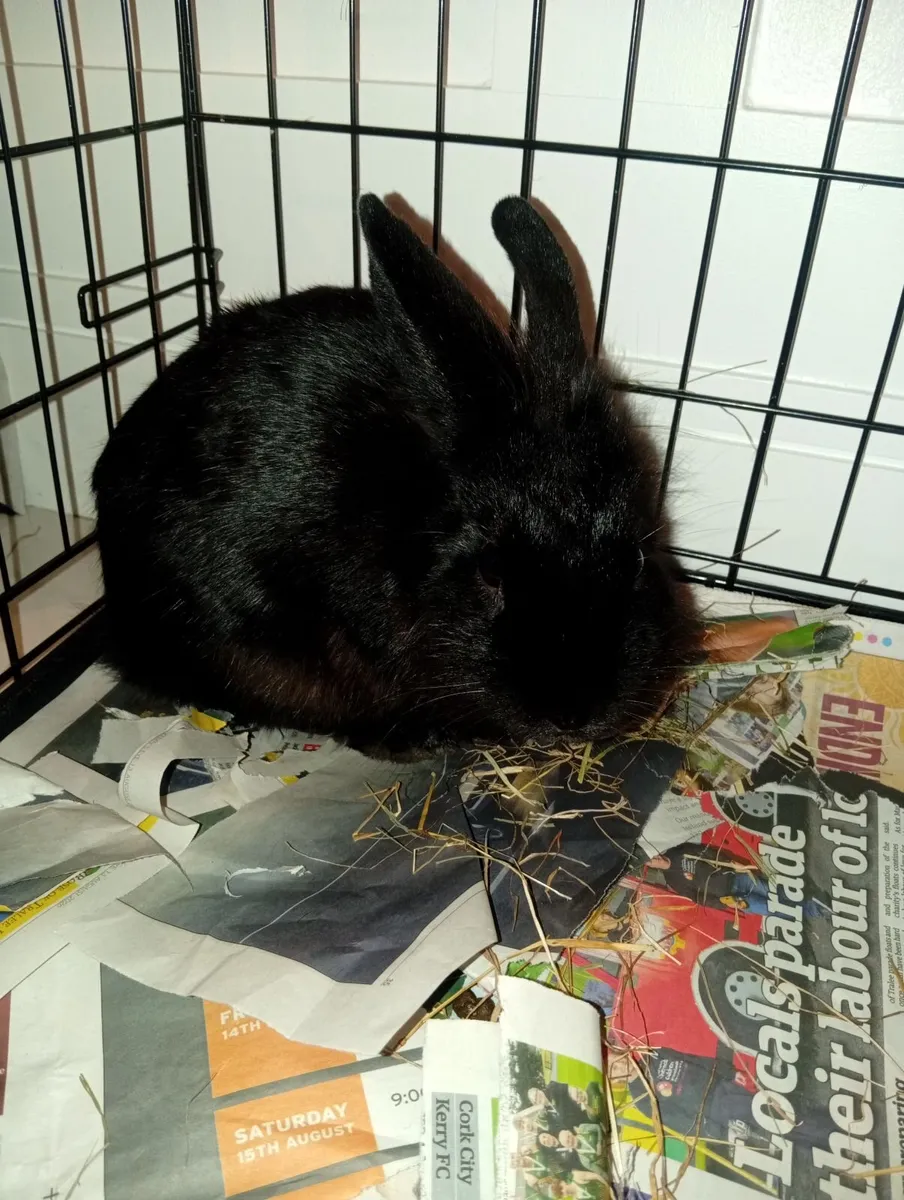 Rabbit - Image 4