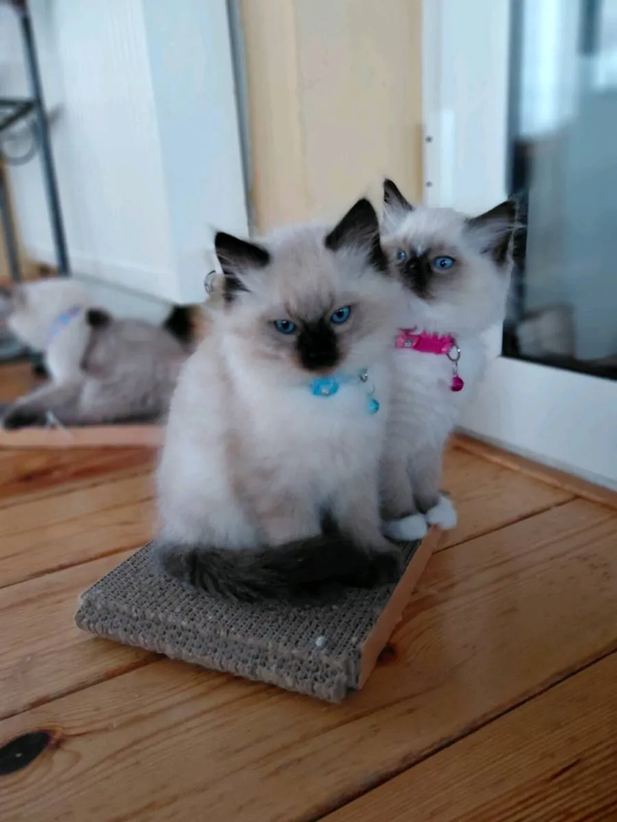 Ragdoll kittens - Image 1