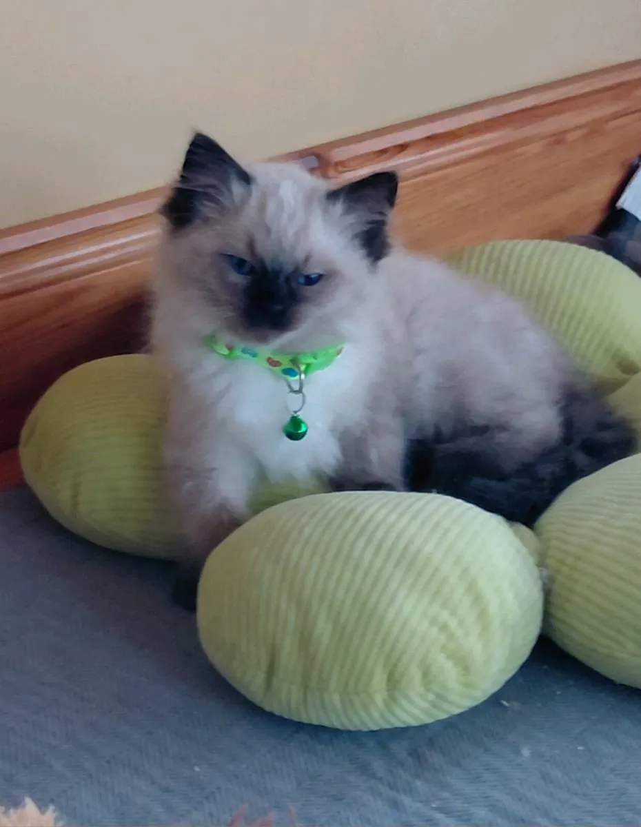 Ragdoll kittens - Image 2