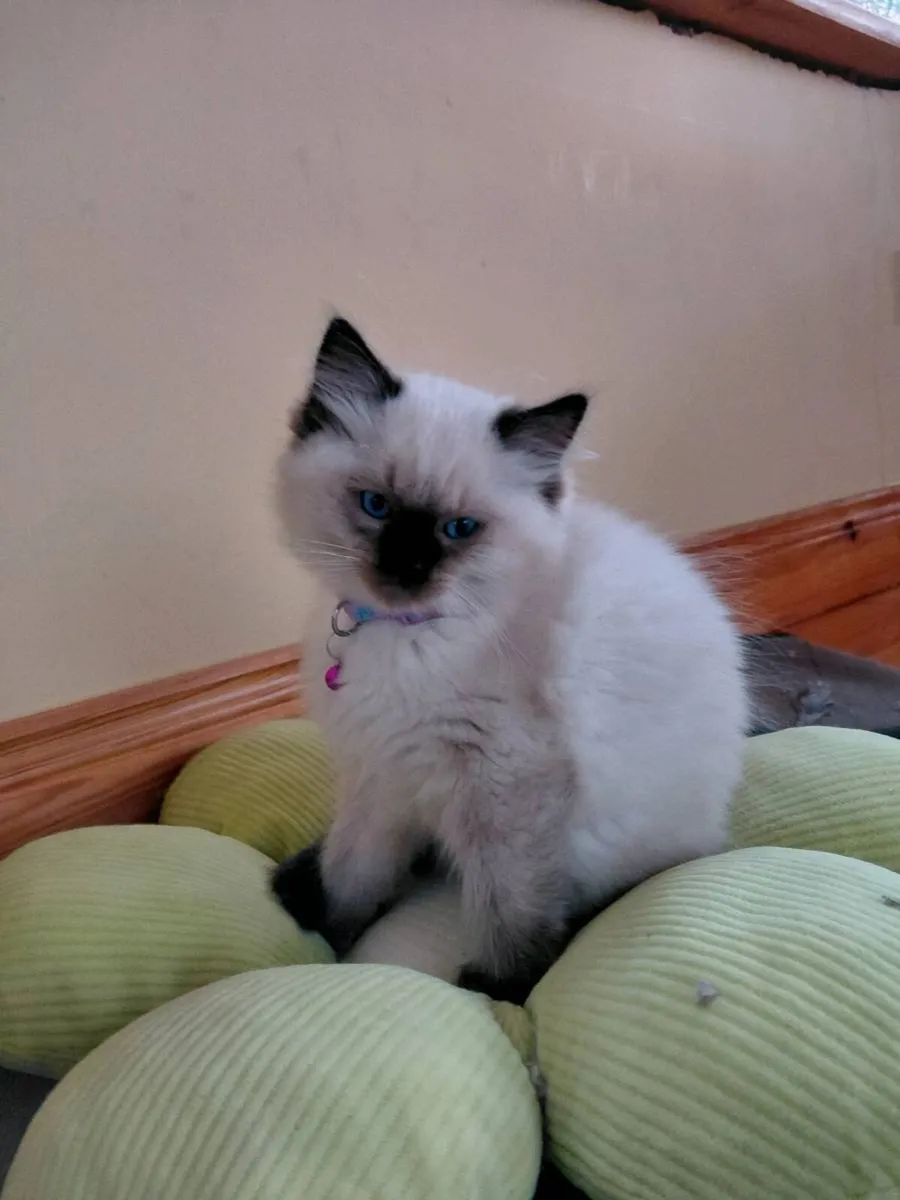 Ragdoll kittens - Image 3