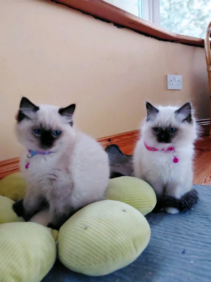 Ragdoll kittens - Image 4