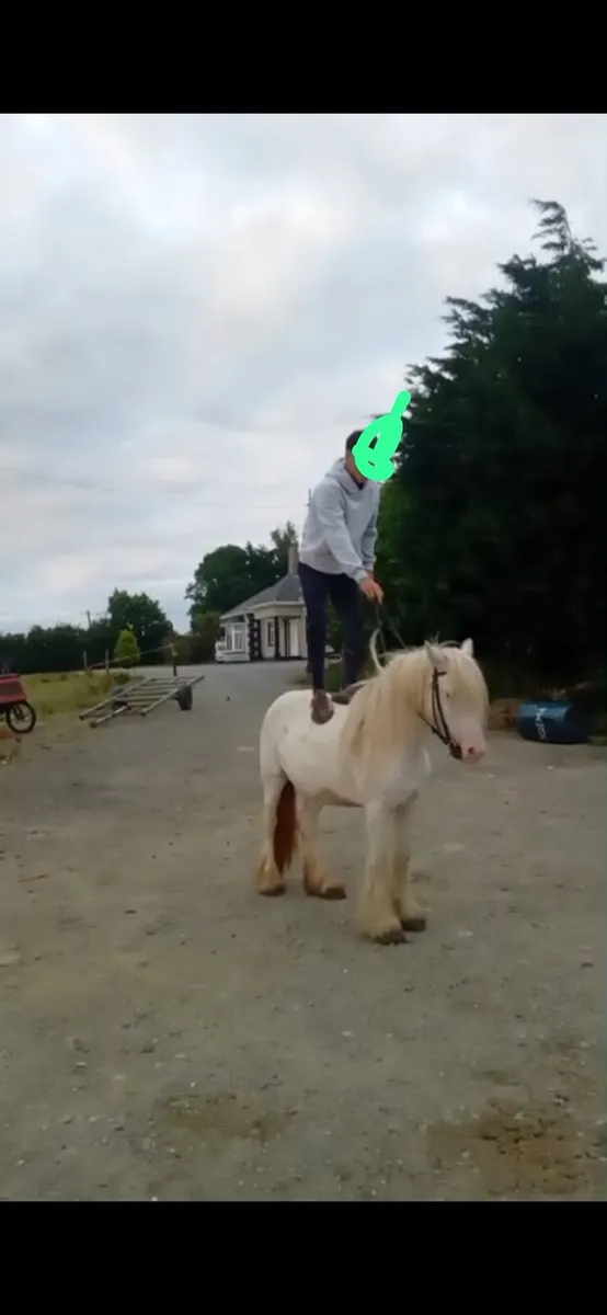 Ride and drive Mare - Image 1