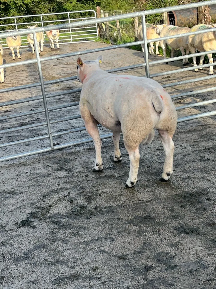 Texel Stock Ram - Image 1