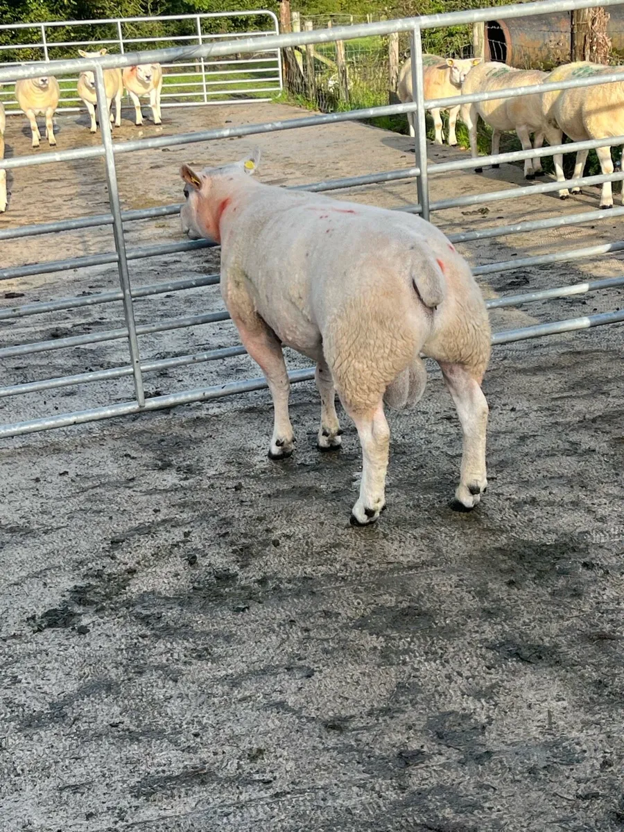 Texel Stock Ram - Image 2