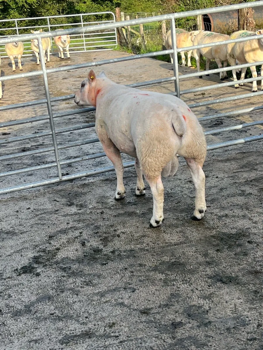 Texel Stock Ram - Image 3