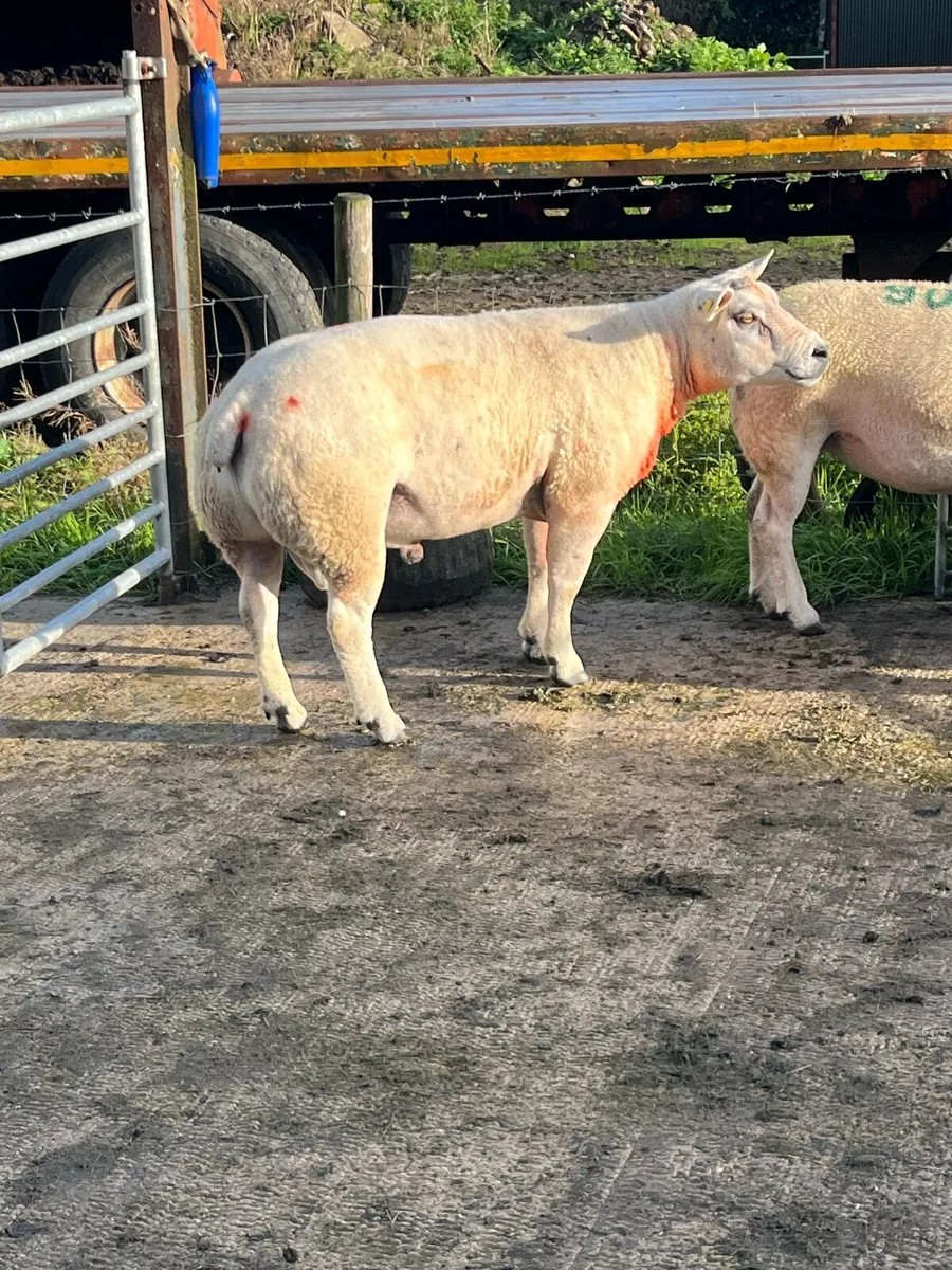 Texel Stock Ram - Image 4