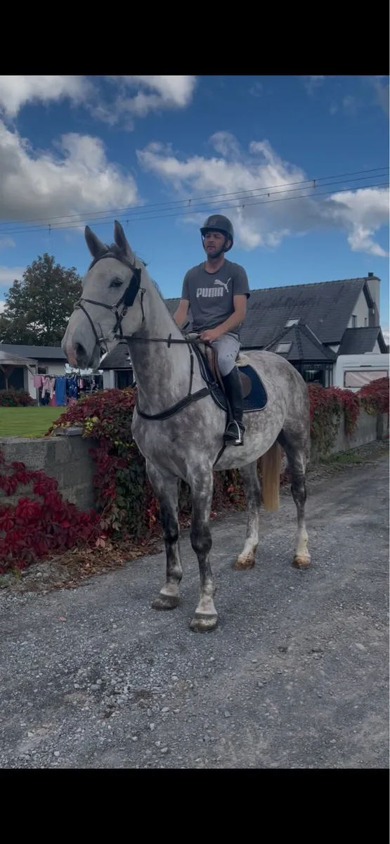 5 year old 3/4 Irish Draught gelding (TIH) - Image 2