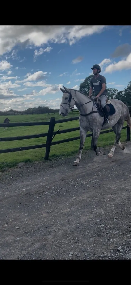 5 year old 3/4 Irish Draught gelding (TIH) - Image 3