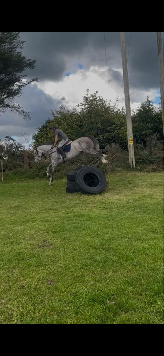 5 year old 3/4 Irish Draught gelding (TIH) - Image 4
