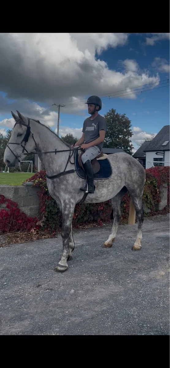 5 year old 3/4 Irish Draught gelding (TIH) - Image 1