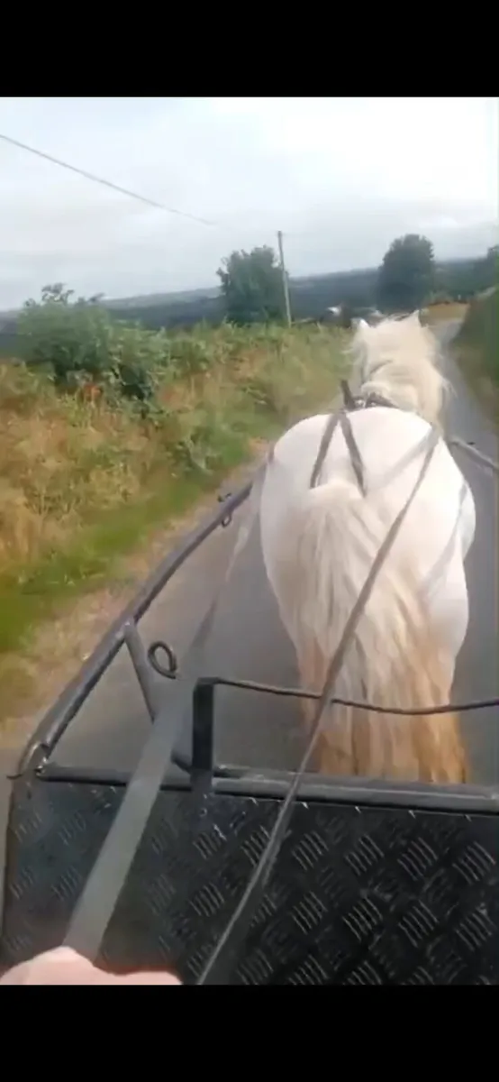 Ride and drive Mare - Image 2