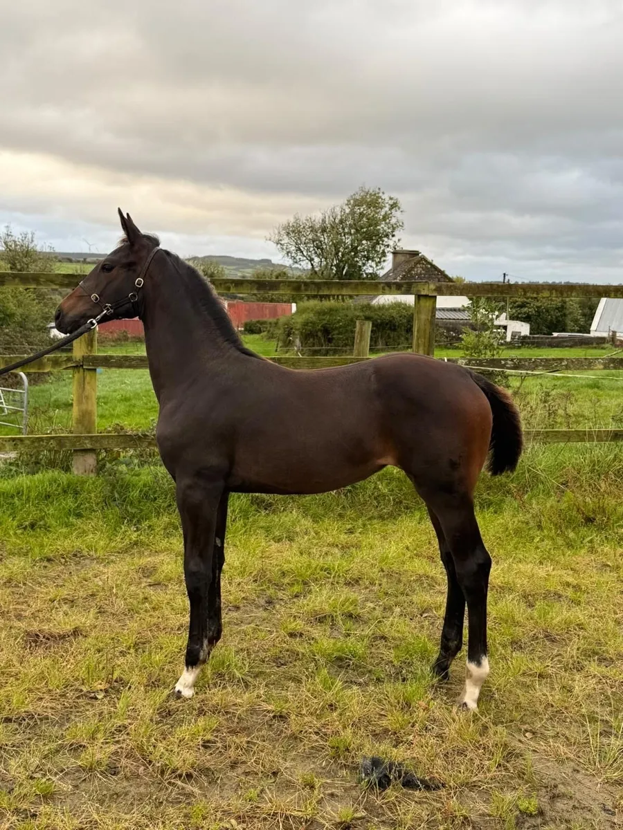 Lagans OBOS Filly Foal