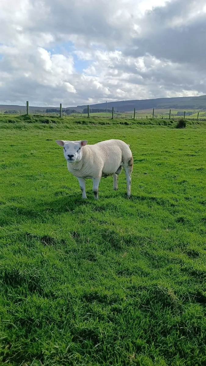 Pure Bred Texel Shearling - Image 2