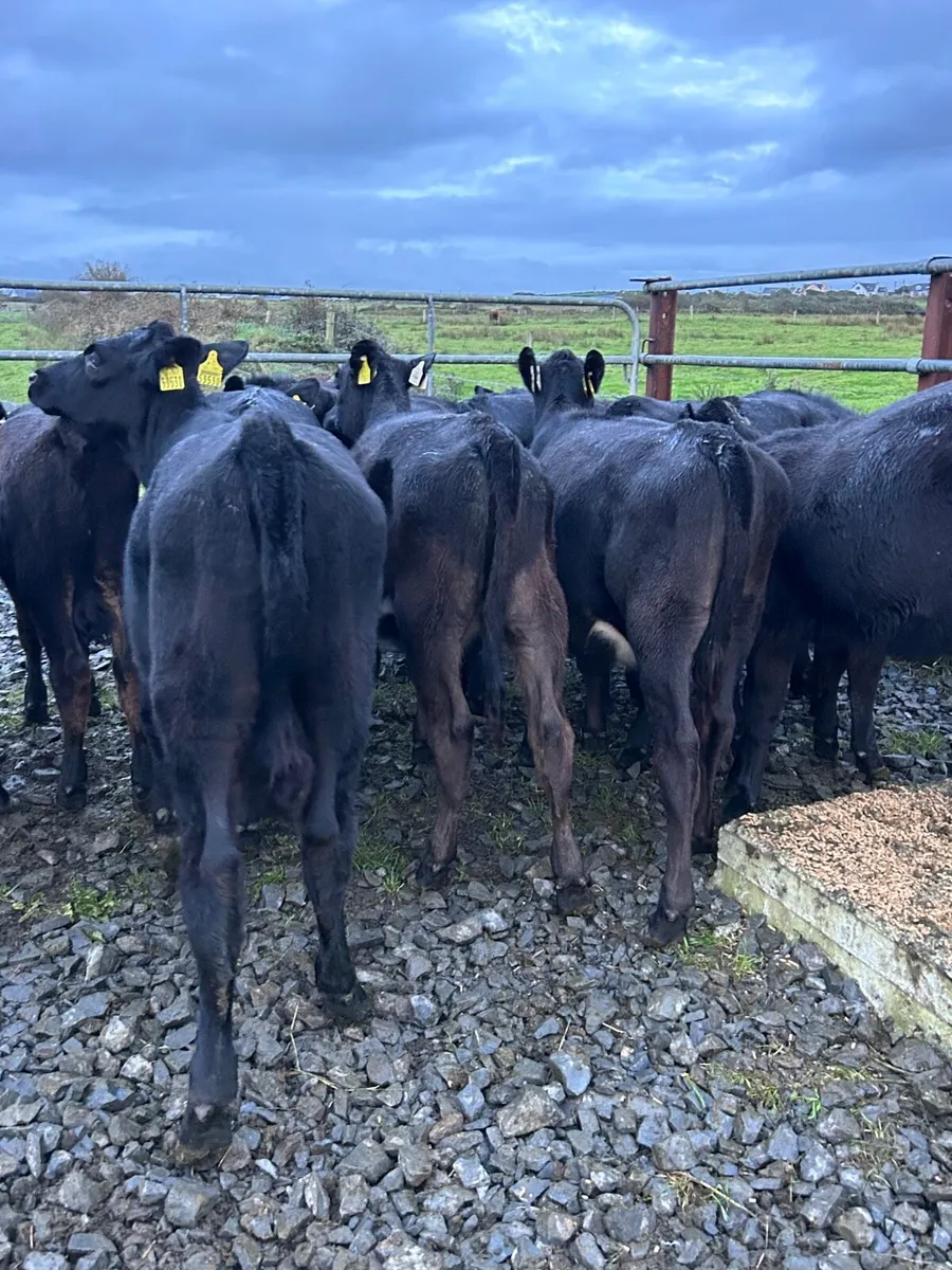 15 cracking Angus heifer runners - Image 1