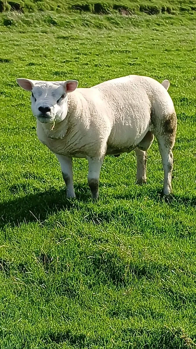 Pure Bred Texel Shearling - Image 1