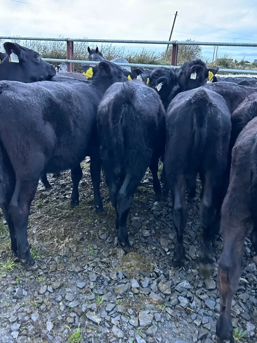 15 cracking Angus heifer runners - Image 4