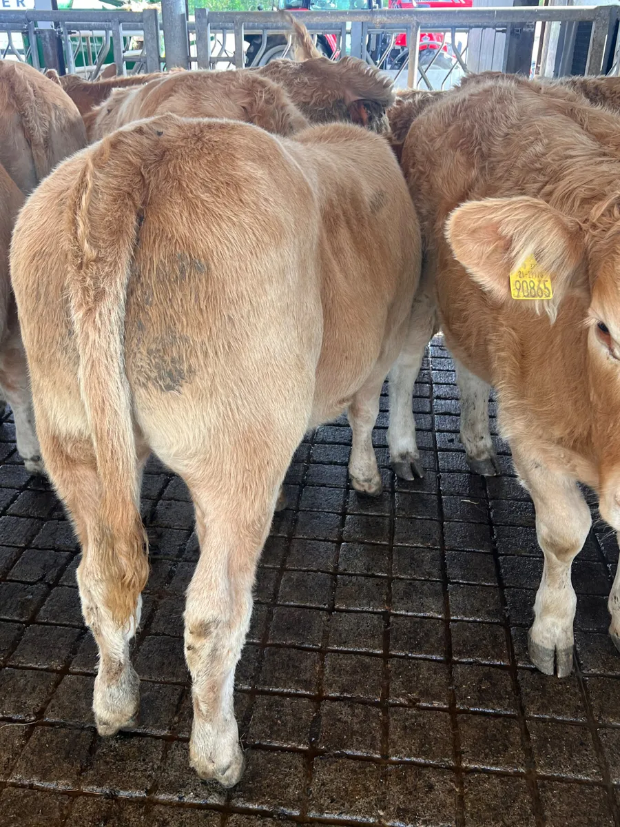 01/10/26 • FRESH IN •  Charolais Heifers - Image 4
