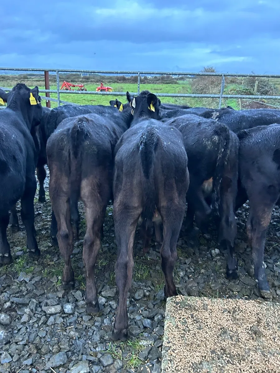 15 cracking Angus heifer runners - Image 2