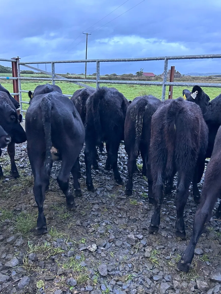 15 cracking Angus heifer runners - Image 3