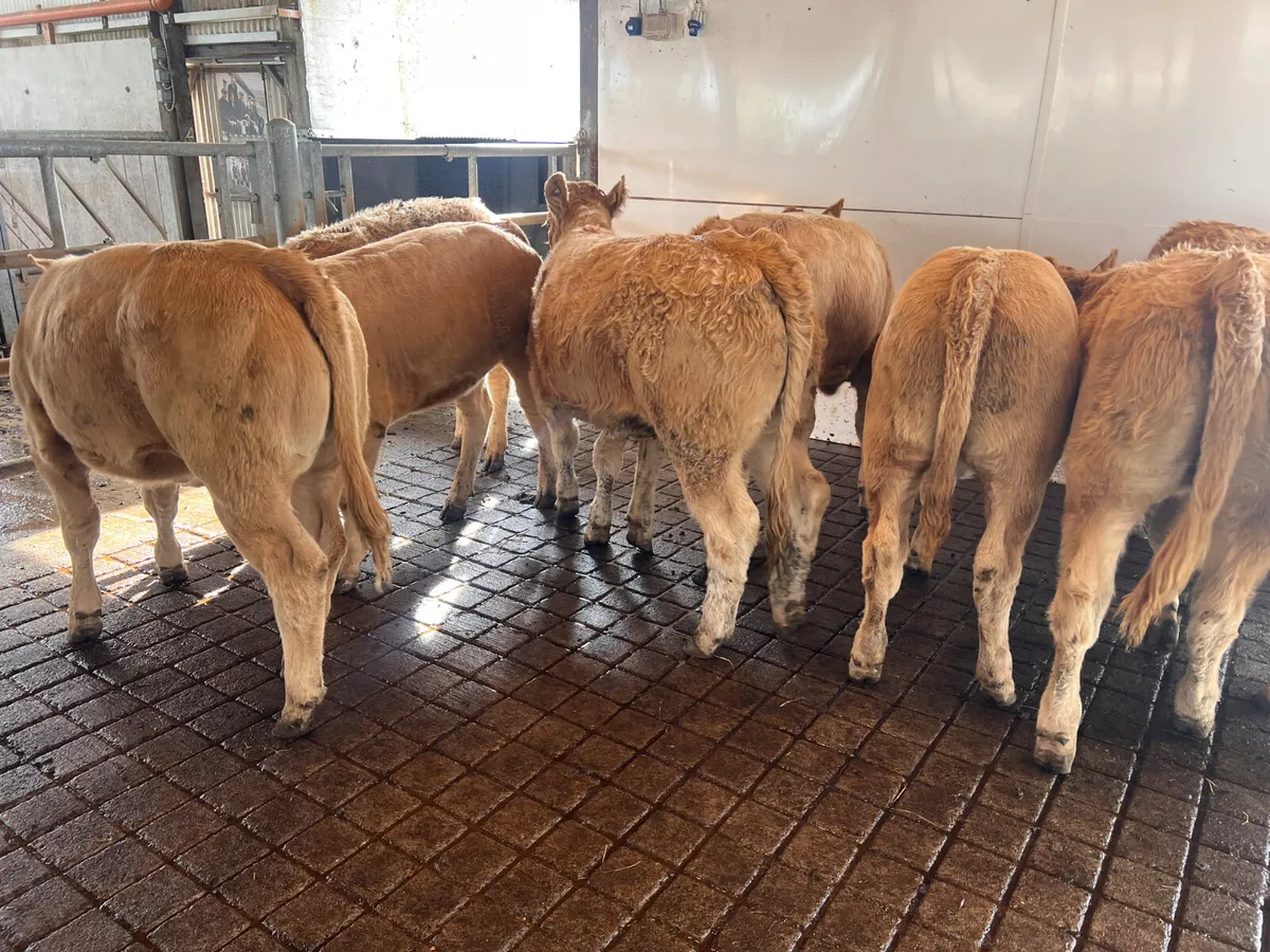 Really Nice Charolais Heifers - Image 1