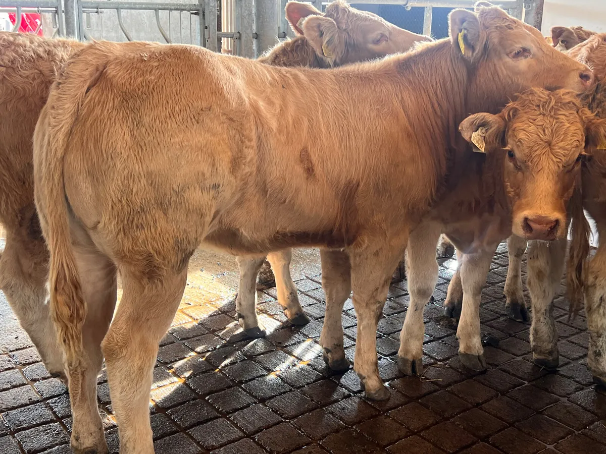 01/10/26 • FRESH IN •  Charolais Heifers - Image 1